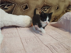 Котенок , девочка . отдам в добрые руки 🤝 возраст 1 месяц - Изображение 1/5