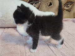 Котенок , девочка . отдам в добрые руки 🤝 возраст 1 месяц - Изображение 2/5