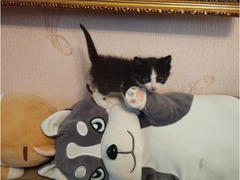 Котенок , девочка . отдам в добрые руки 🤝 возраст 1 месяц - Изображение 3/5