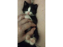 Котенок , девочка . отдам в добрые руки 🤝 возраст 1 месяц - Изображение 4/5