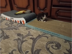 Котенок , девочка . отдам в добрые руки 🤝 возраст 1 месяц - Изображение 5/5