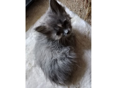 Котята в добрые руки - Изображение 1/4