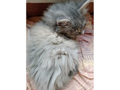 Котята в добрые руки - Изображение 2/4