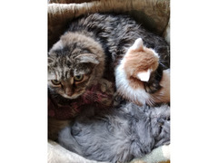 Котята в добрые руки - Изображение 3/4