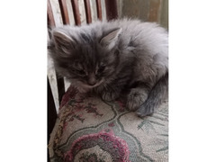 Котята в добрые руки - Изображение 4/4