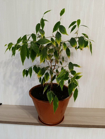 Фикус. - 1/3