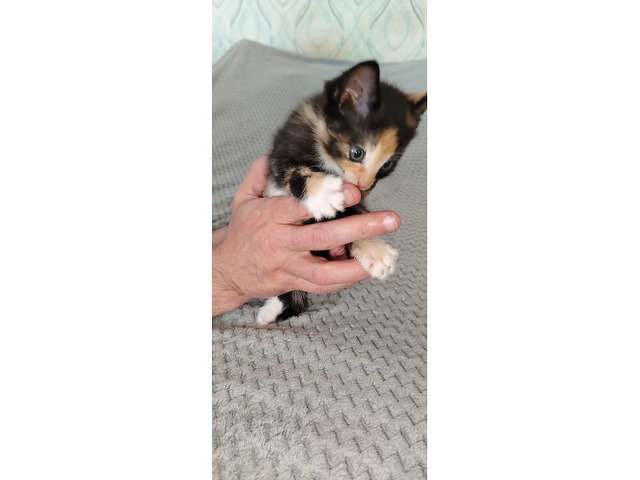 Котята бесплатно в добрые руки - 1/4