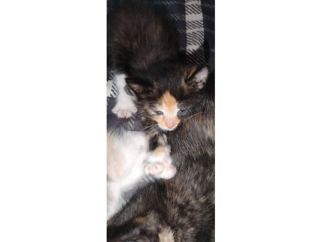 Котята бесплатно в добрые руки - 3/4