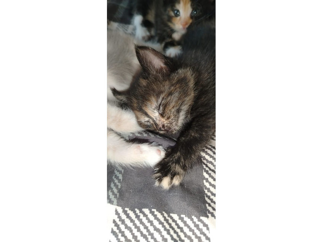 Котята бесплатно в добрые руки - 4/4