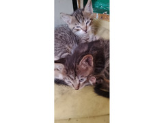 Котята - Изображение 1/6