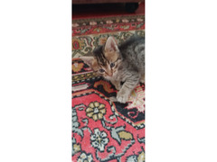 Котята - Изображение 2/6