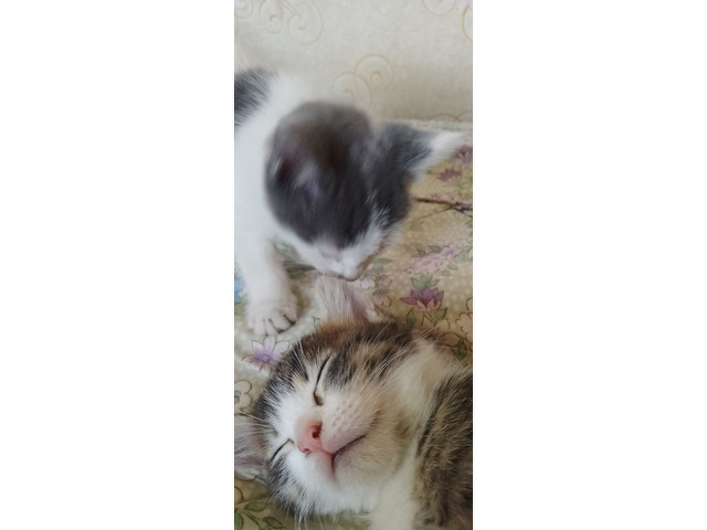 Котята - 3/6