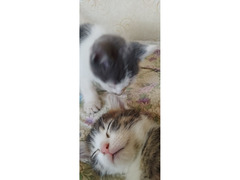 Котята - Изображение 3/6