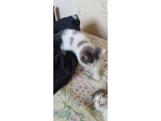 Котята - 4/6