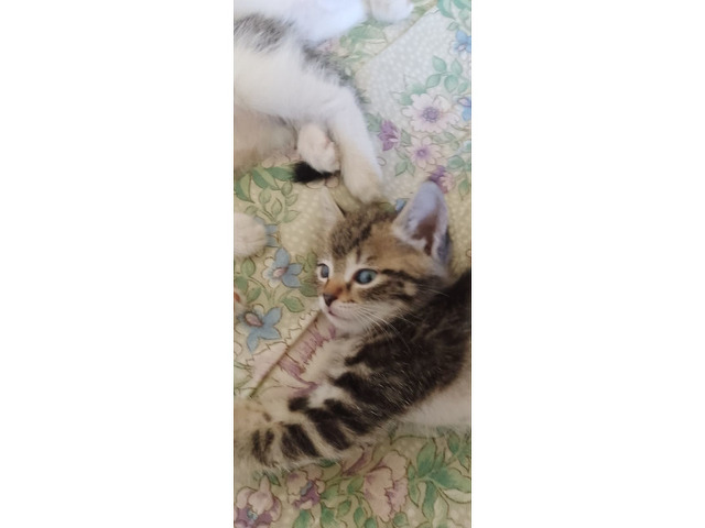 Котята - 5/6