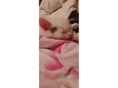 Котята - Изображение 6/6