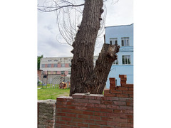 Вывоз мусора,спил деревьев,покос травы / 3