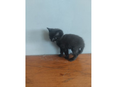 Отдам котят в добрые руки / 2