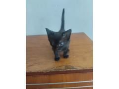 Отдам котят в добрые руки / 3
