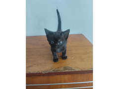 Отдам котят в добрые руки / 4