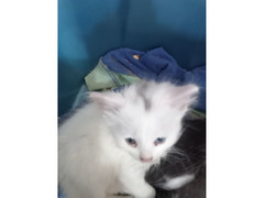 Отдам котят в добрые руки / 1