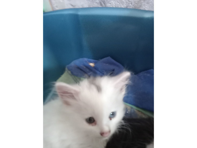 Отдам котят в добрые руки - 3/7