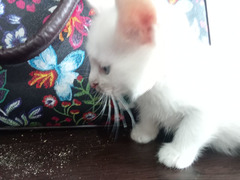 Отдам котят в добрые руки / 5