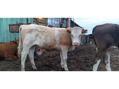 Продам трех быков. 9-10 месяцев / 1