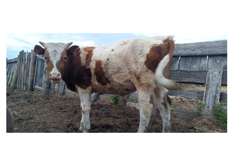 Продам трех быков. 9-10 месяцев - 3/3