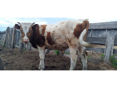 Продам трех быков. 9-10 месяцев / 3