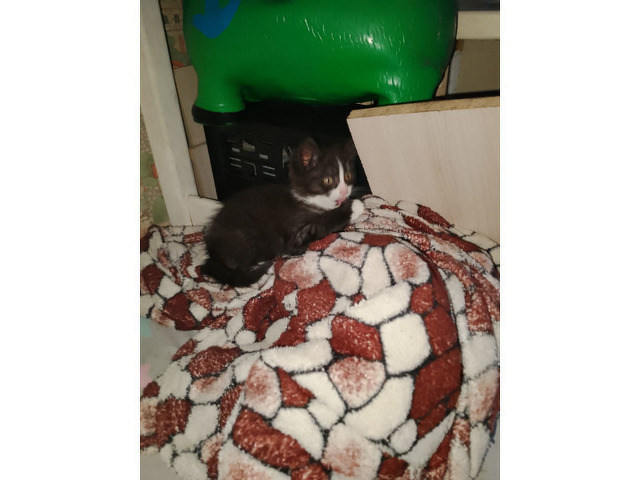 Отдам в хорошие руки котёнка девочка