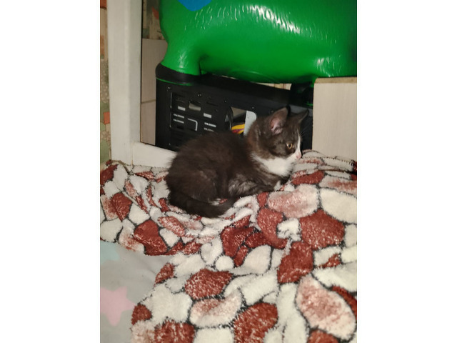 Отдам в хорошие руки котёнка девочка - 2/2