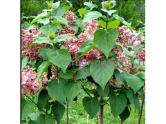 Саженцы сирени из питомника, каталог с сортами / 2