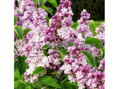 Саженцы сирени из питомника, каталог с сортами / 3