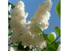 Саженцы сирени из питомника, каталог с сортами / 4