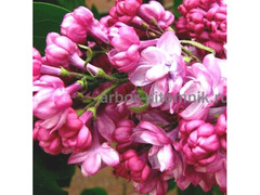Саженцы сирени из питомника, каталог с сортами / 5