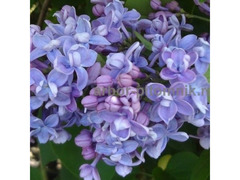 Саженцы сирени из питомника, каталог с сортами / 6