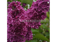 Саженцы сирени из питомника, каталог с сортами / 7
