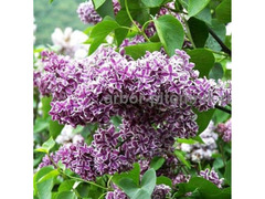 Саженцы сирени из питомника, каталог с сортами / 8