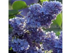 Саженцы сирени из питомника, каталог с сортами / 9