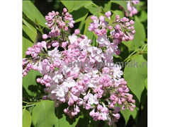 Саженцы сирени из питомника, каталог с сортами / 10