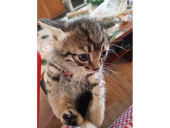 Котятки для счастья - Изображение 1/2