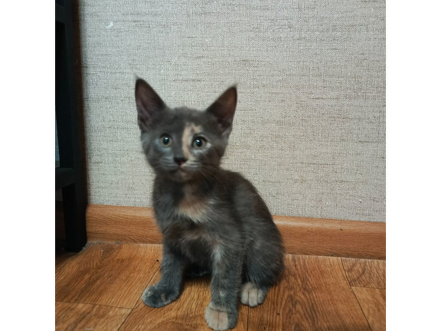 Отдам в хорошие руки четверых котят - 2/4