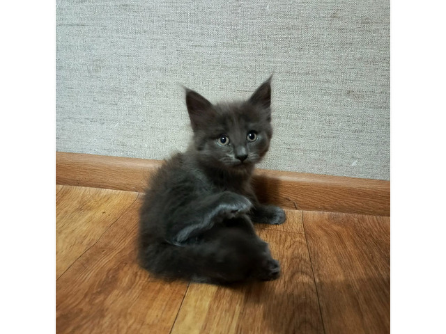 Отдам в хорошие руки четверых котят - 3/4