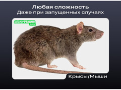 Уничтожение тараканов клопов плесени Дезинфекция / 7