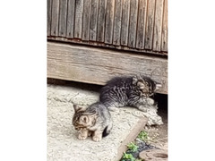 Котятки для счастья / 1