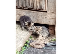 Котятки для счастья / 2