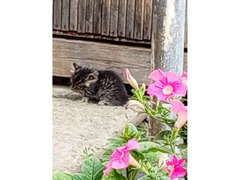Котятки для счастья / 3