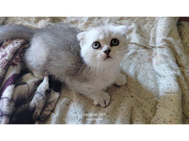 Шотландские котята - 1/8
