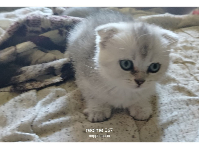 Шотландские котята - 3/8
